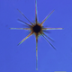 Illustration for article titled These nearly-invisible sea creatures fill the oceans with stellar beauty